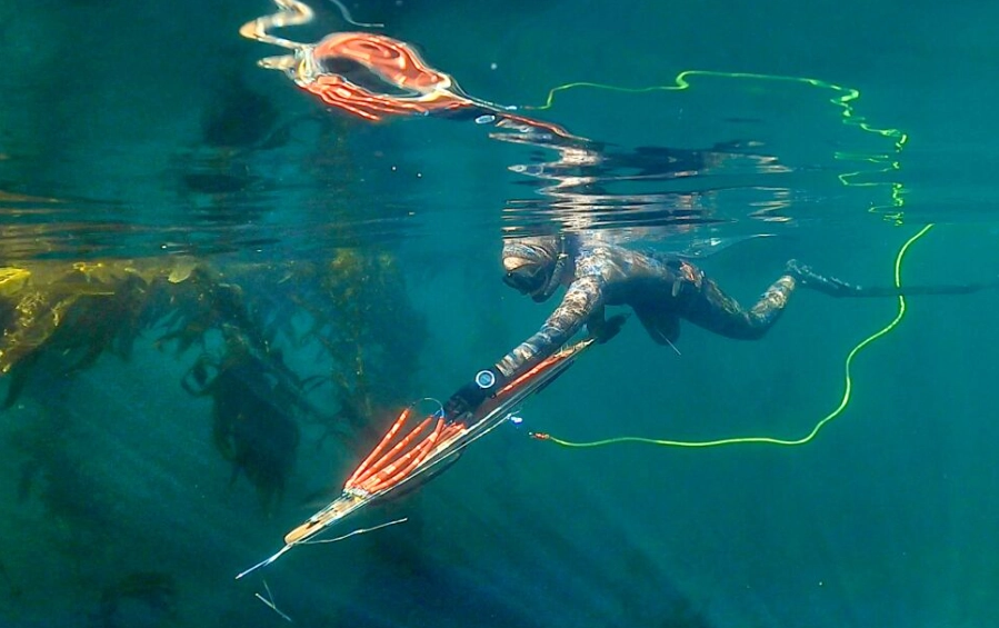 spearfishing safety