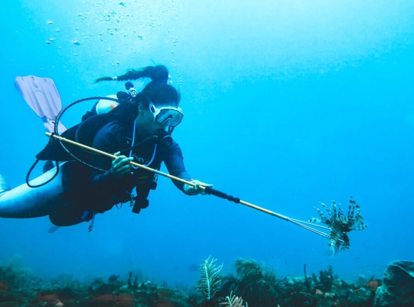 Spearfishing for beginners