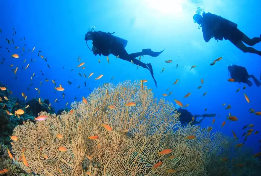 diving brain effects