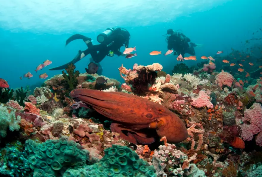 scuba diving Philippines scuba diving Philippines