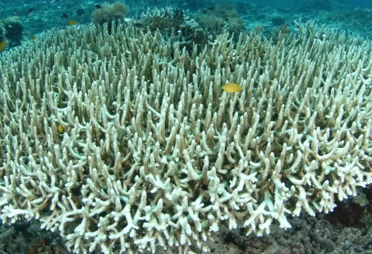 zooxanthellae zooxanthellae