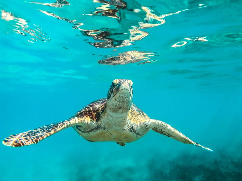 swim with sea turtles