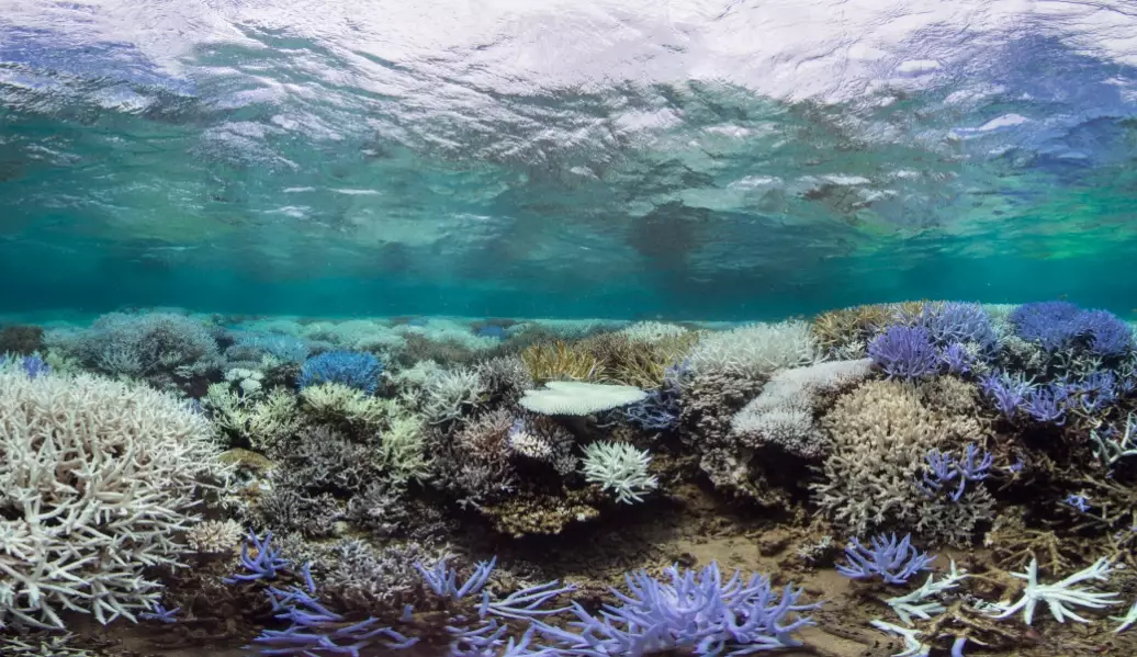 what causes coral bleaching what causes coral bleaching