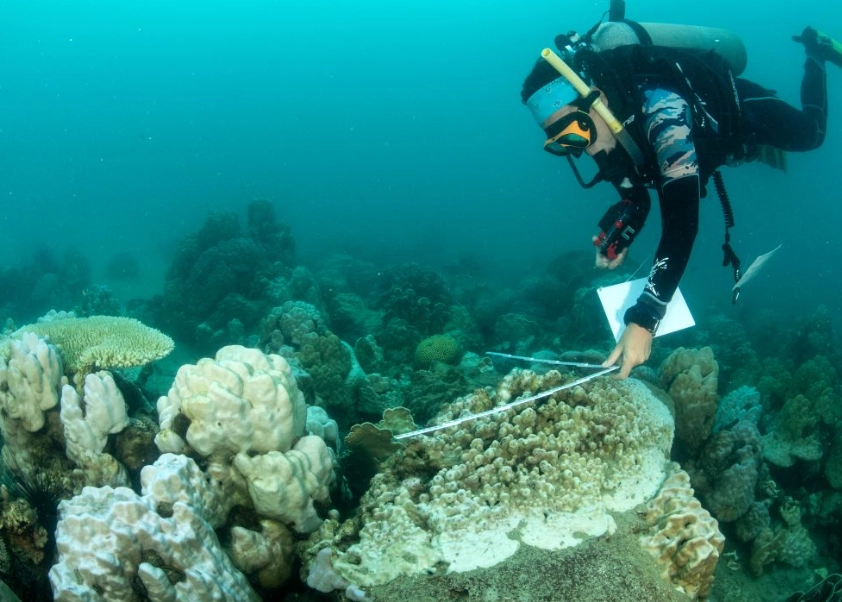coral reef restoration coral reef restoration