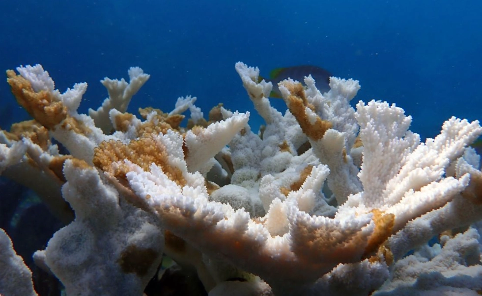 florida diving guidelines florida diving guidelines