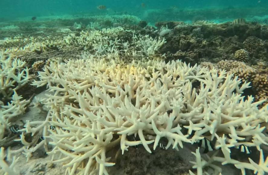 coral bleaching effects coral bleaching effects