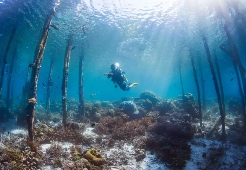 best dive sites in the world best dive sites in the world