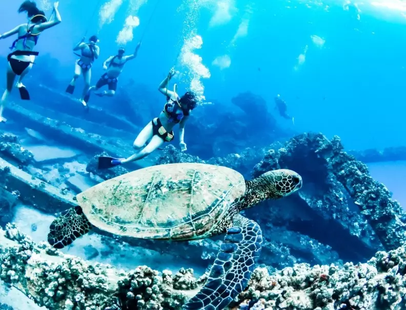 sea turtle snorkeling