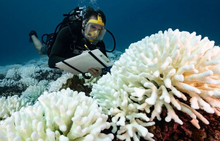 coral bleaching effects