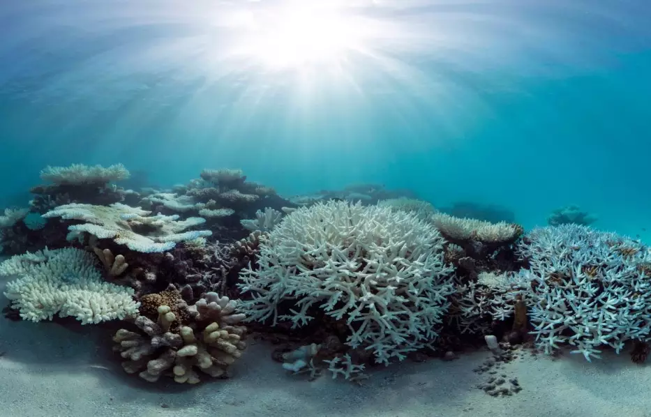 coral bleaching effects coral bleaching effects