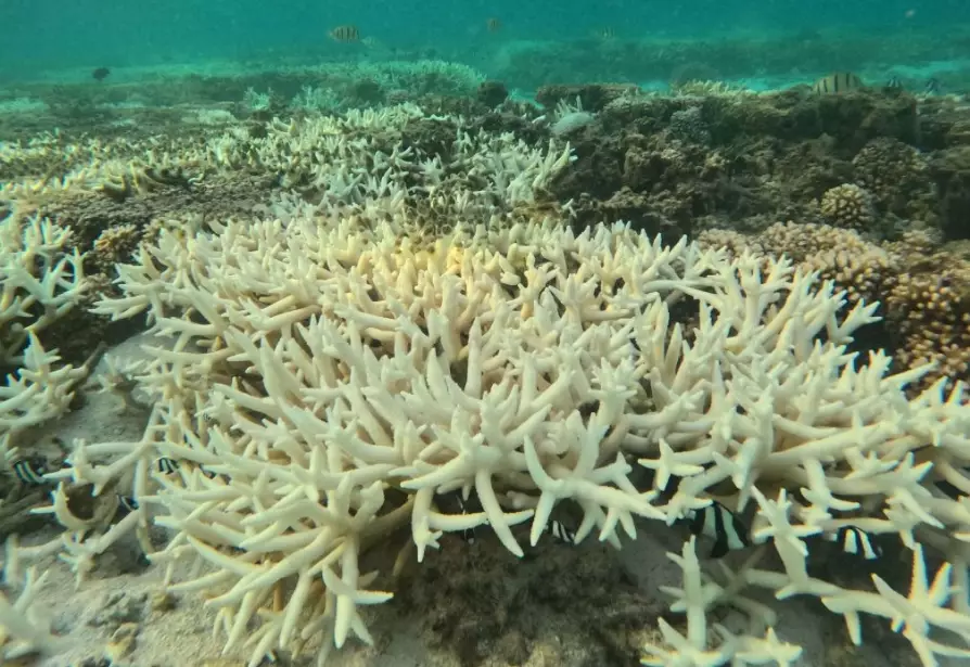 coral bleaching effects