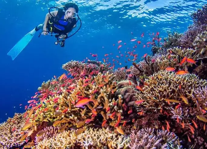 best time to dive florida best time to dive florida