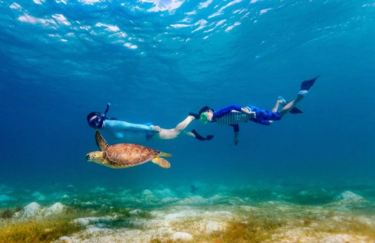 swim with sea turtles