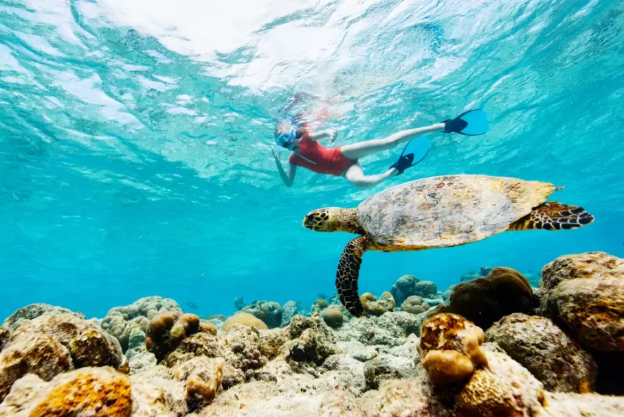 swim with sea turtles