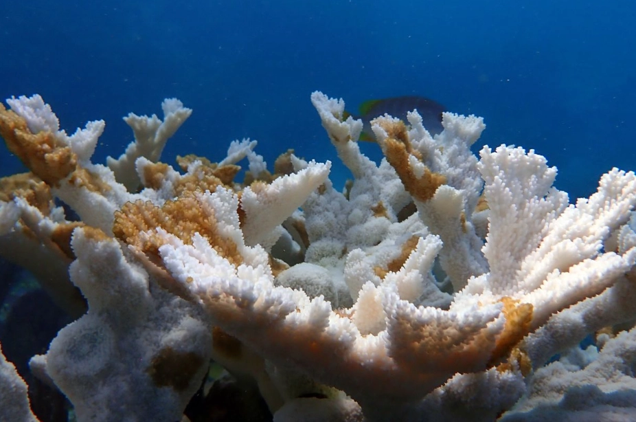 coral reef restoration coral reef restoration