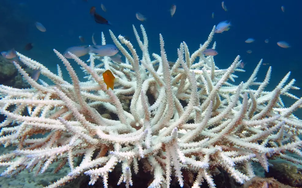 coral bleaching florida coral bleaching florida