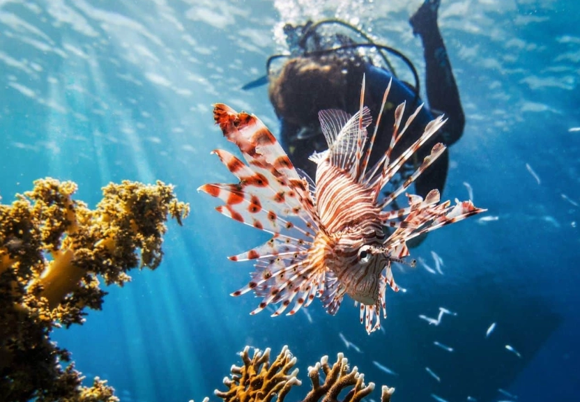 best dive sites in the world best dive sites in the world