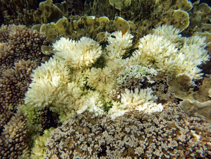 coral bleaching causes