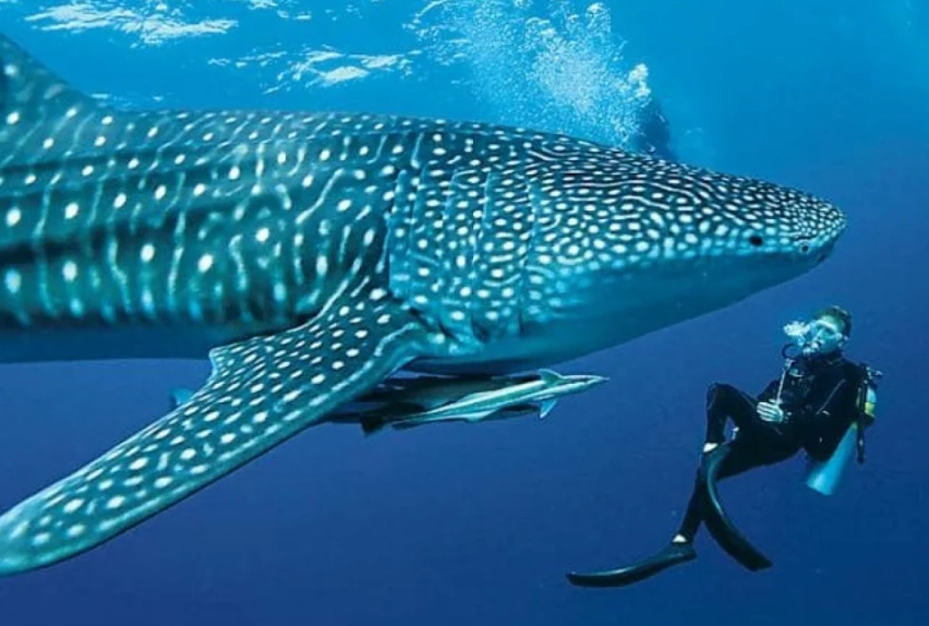 whale shark diving destinations