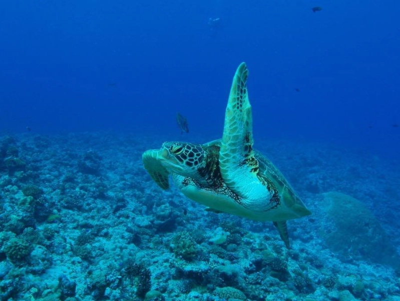 best places to dive best places to dive