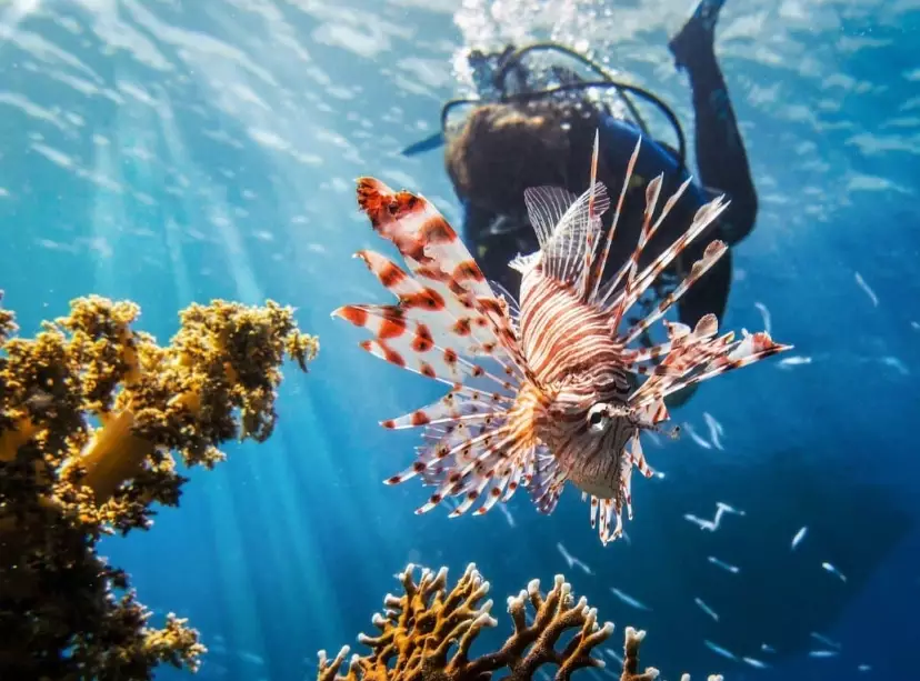 scuba diving for beginners scuba diving for beginners