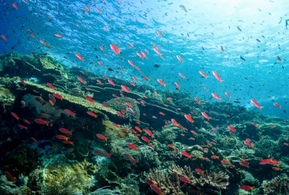 beginner dive sites beginner dive sites