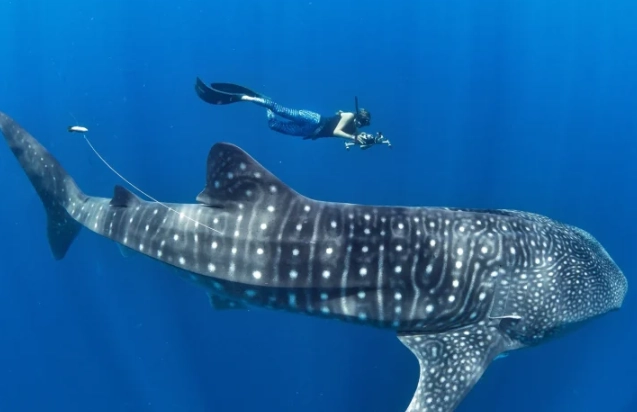 best place to dive with whale sharks