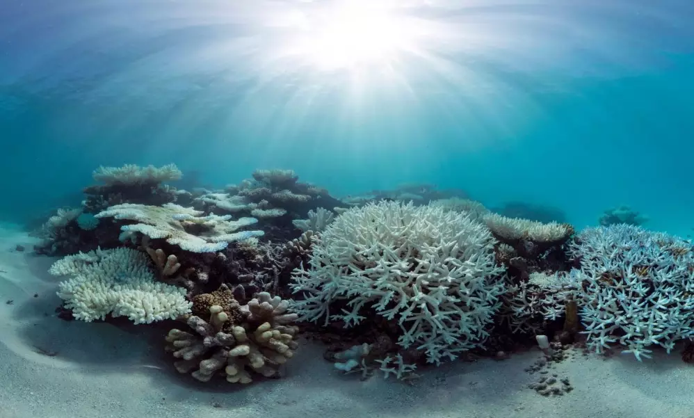 why do corals bleach