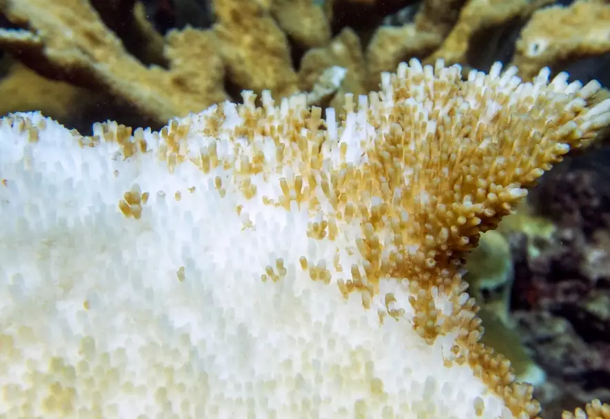 what causes coral bleaching