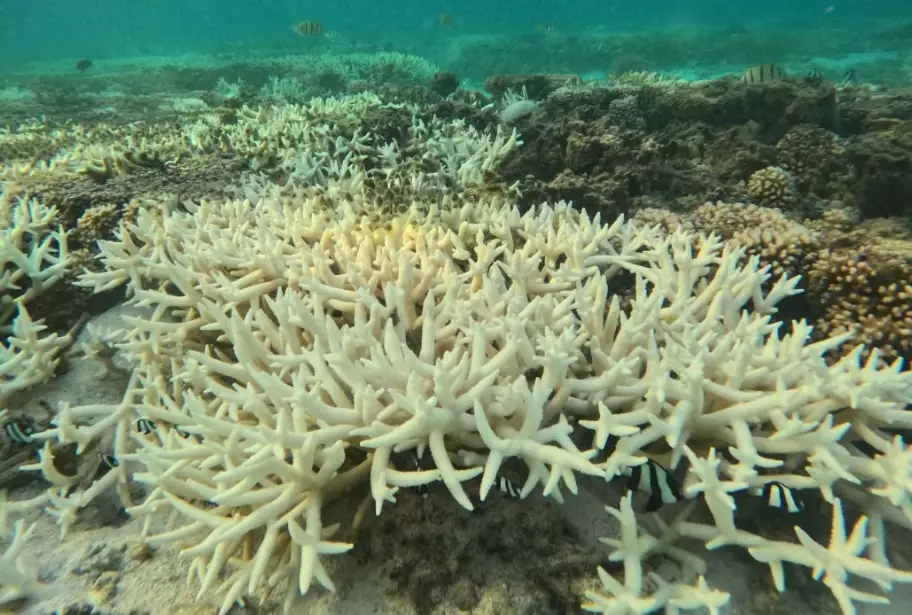 coral bleaching causes