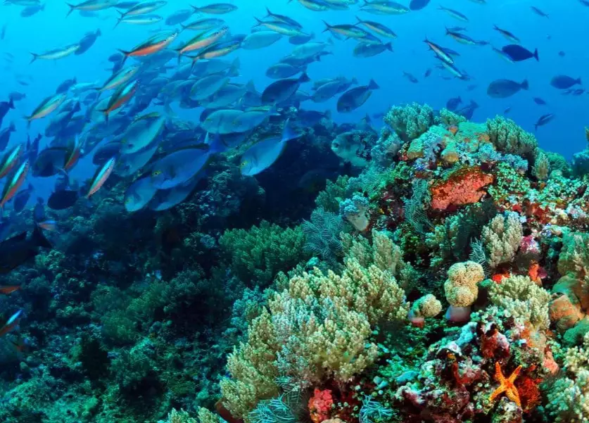 scuba diving for beginners scuba diving for beginners