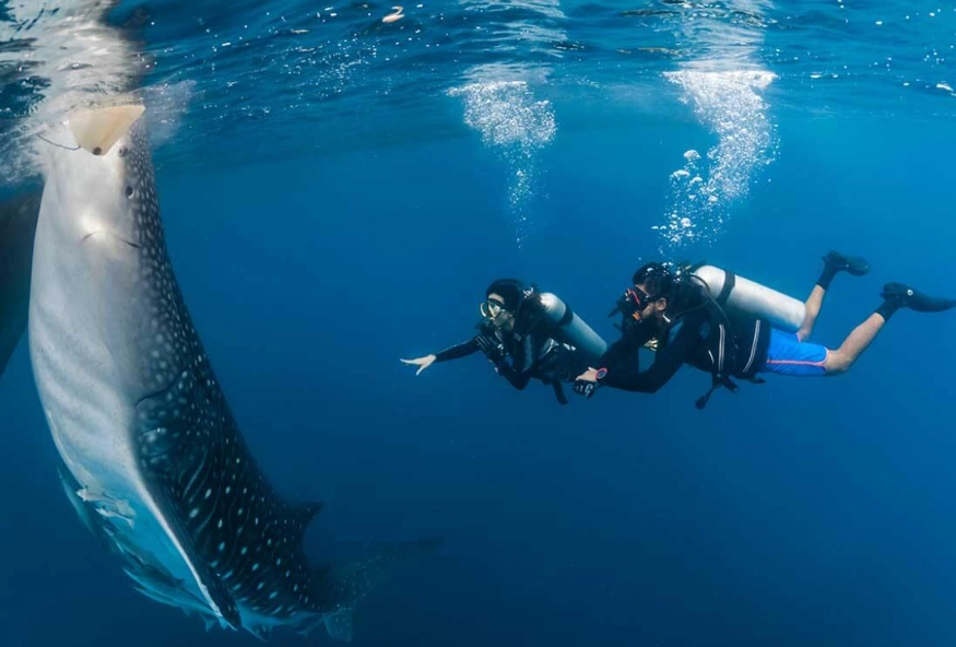 dive with whale sharks