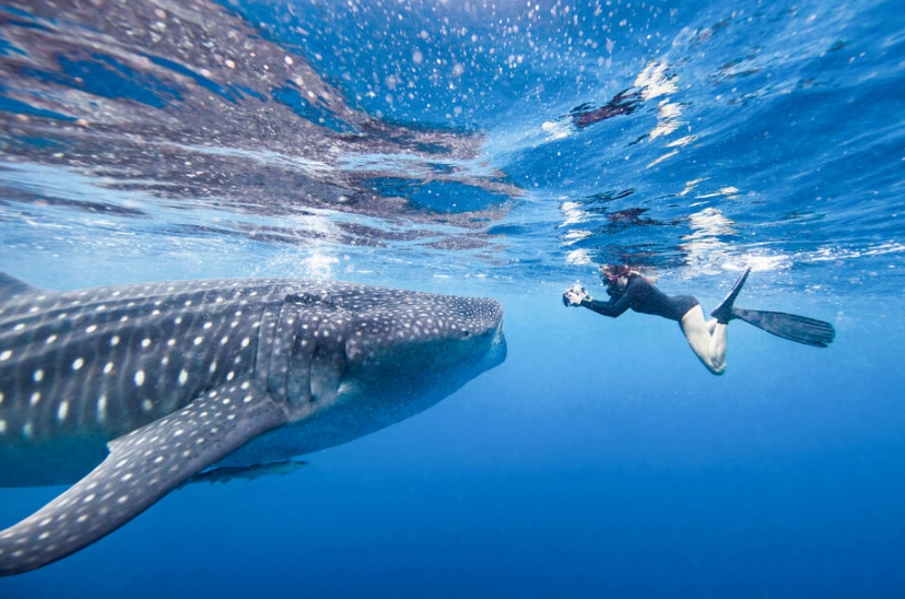 dive with whale sharks