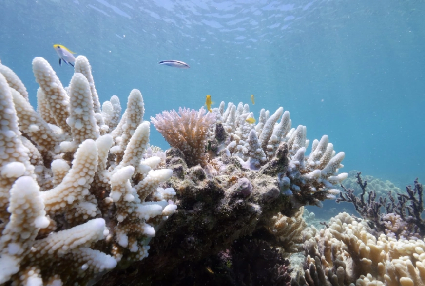 why do corals bleach