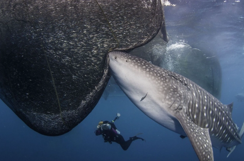 whale shark diving destinations