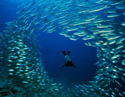 best diving Thailand