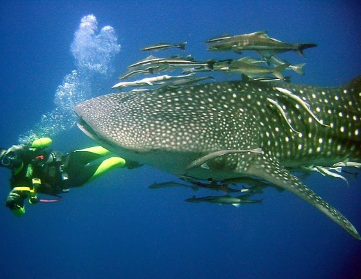 Thailand dive sites