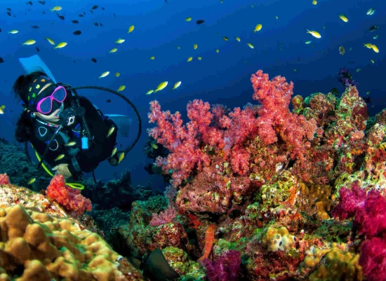 best diving Thailand