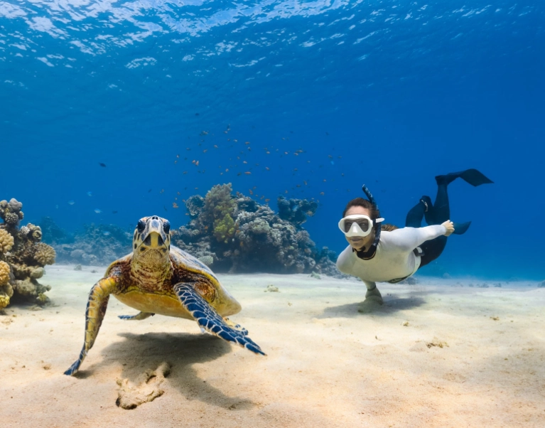 best places to dive with turtles