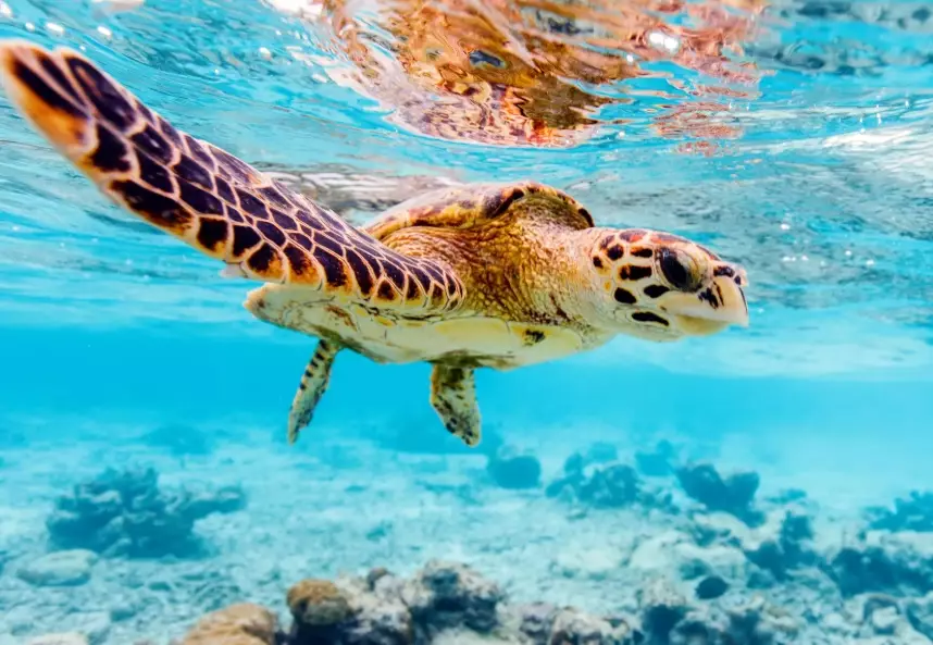 sea turtle diving locations