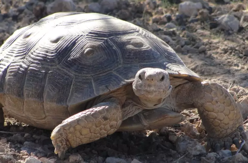 Arizona native turtles