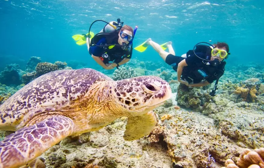 sea turtle diving locations