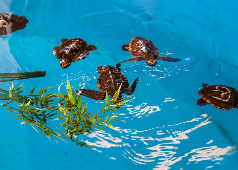 swim with sea turtles Clearwater Florida