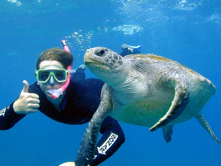 sea turtle dive sites