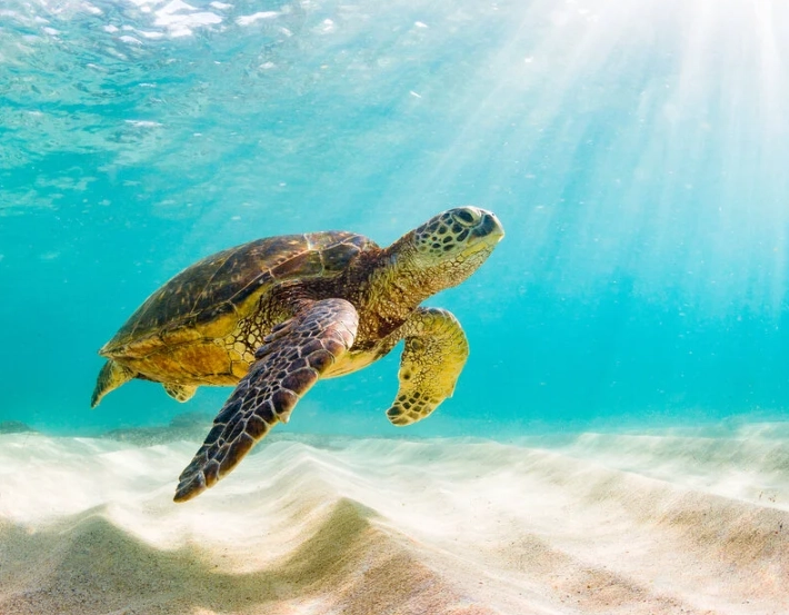 is it okay to swim with sea turtles