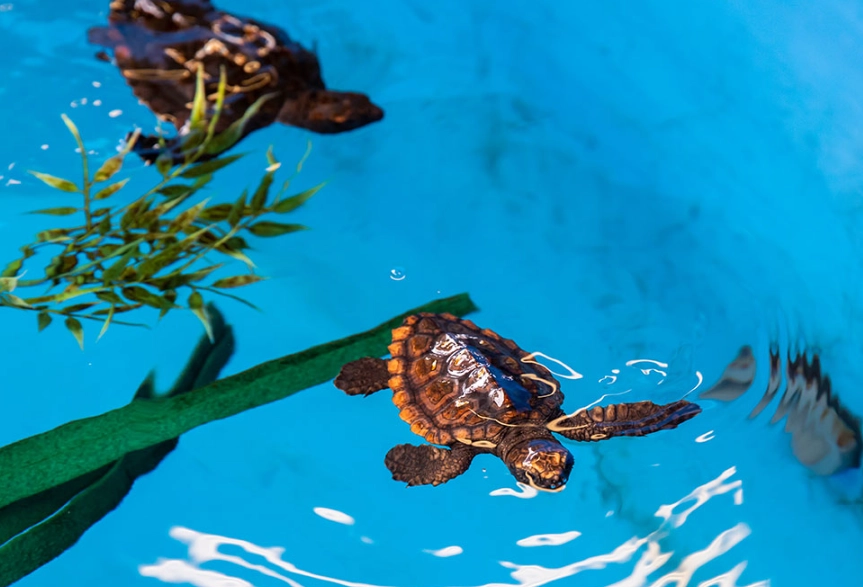 Clearwater sea turtle snorkeling
