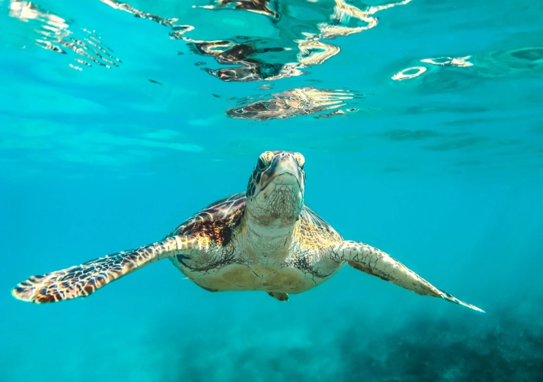 swim with sea turtles