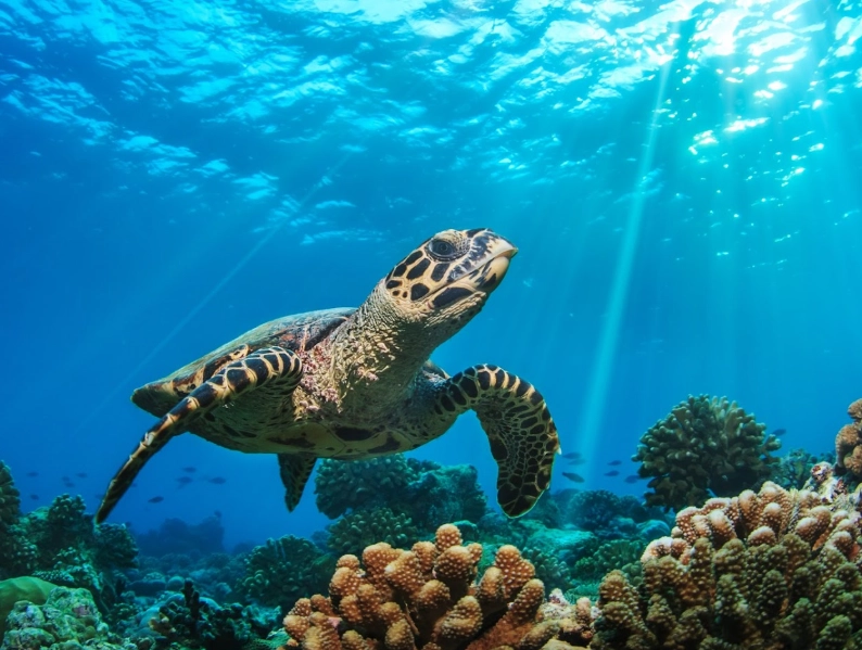 best time to see sea turtles Florida