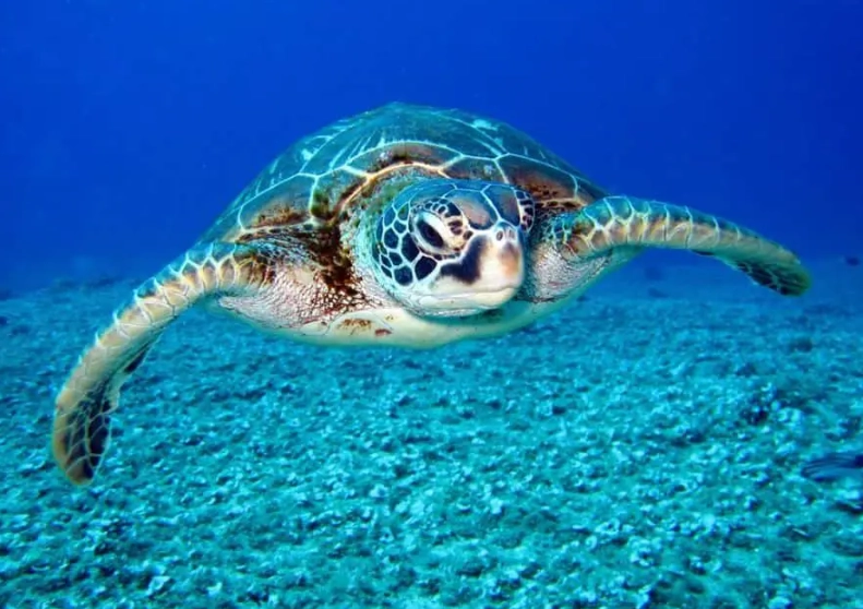 best time to see sea turtles Florida