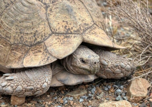 Arizona native turtles